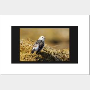 Snow bunting Posters and Art